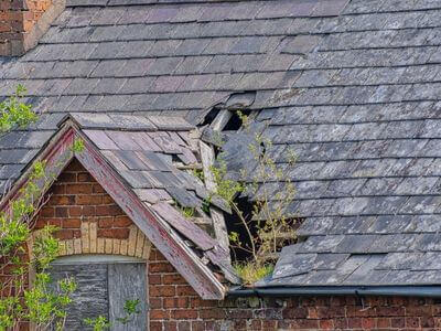 Professional basement mold remediation services in Inglewood